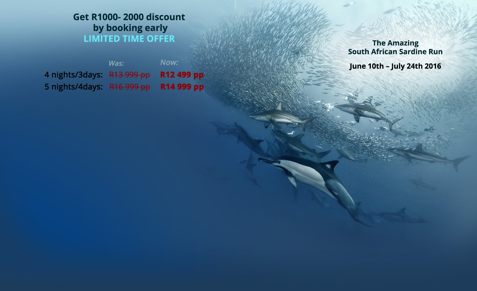 Shark Diving Special