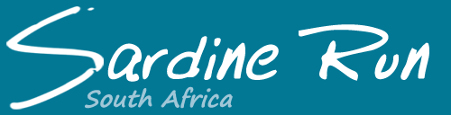 Shark Diving South Africa